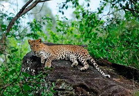 Kerala Hillstation and Wildlife Tour (4 Days)